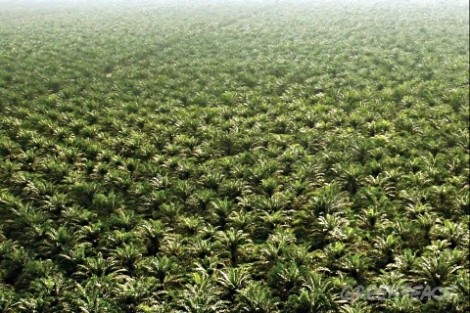 2- Plantation huile de palmes greenpeace